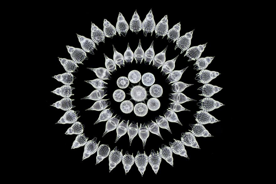 Sixteenth Place. 65 Fossil Radiolarians (Zooplankton) Carefully Arranged By Hand In Victorian Style