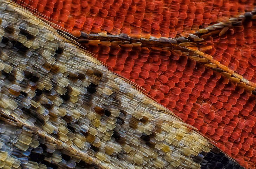 Eleventh Place. Scales Of A Butterfly Wing Underside