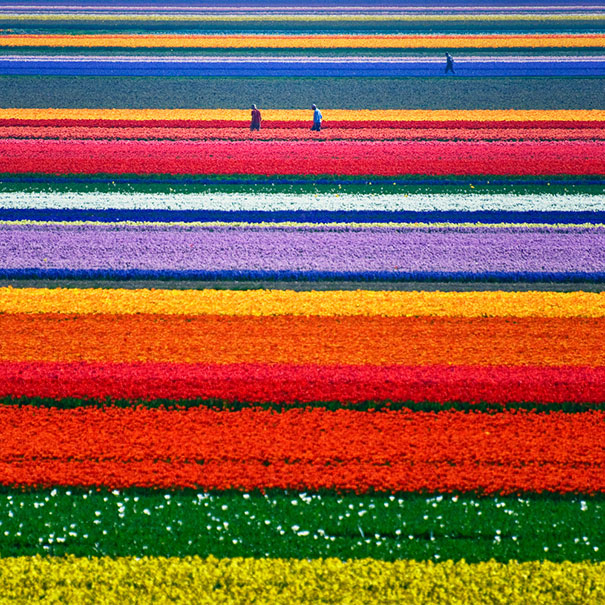 Tulip Fields Just Outside Alkmaar, Netherlands