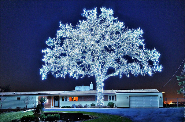 40,000 Leds And A Perfect Tree