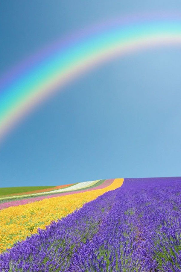 Rainbow Above The Flower Field