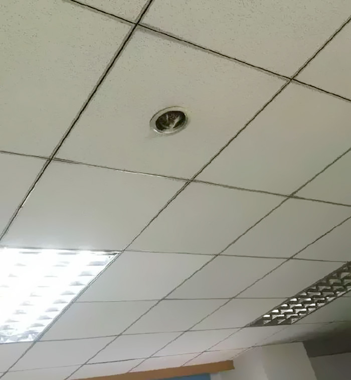 Hilarious Moment Office Workers Realize They're Being Spied On By A Cat