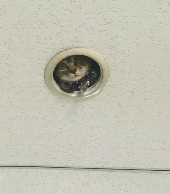 Hilarious Moment Office Workers Realize They're Being Spied On By A Cat
