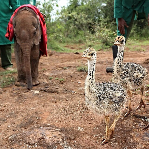 ostrich-snuggles-orphaned-elephants-1
