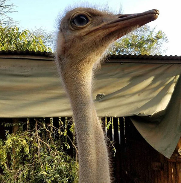 This Ostrich Snuggles Orphaned Elephants To Make Them Feel Better After Losing Their Moms