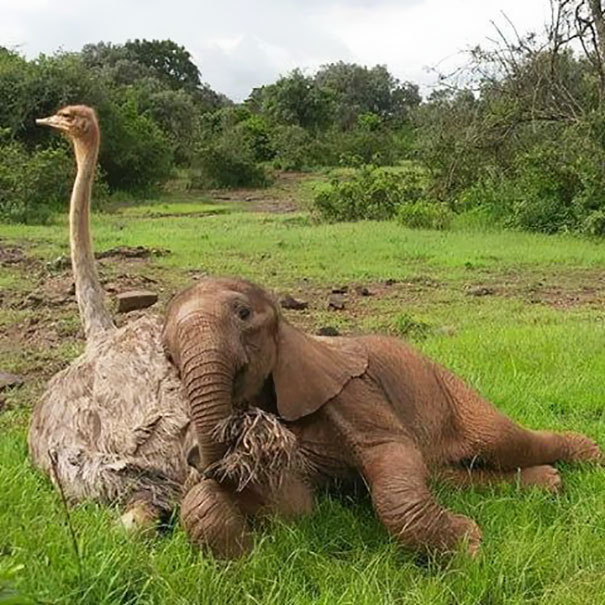 ostrich-snuggles-orphaned-elephants-5
