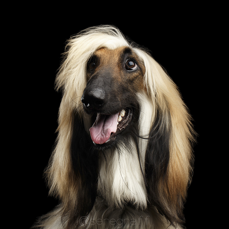 photographer-captures-humanity-portraits-of-dogs (13)