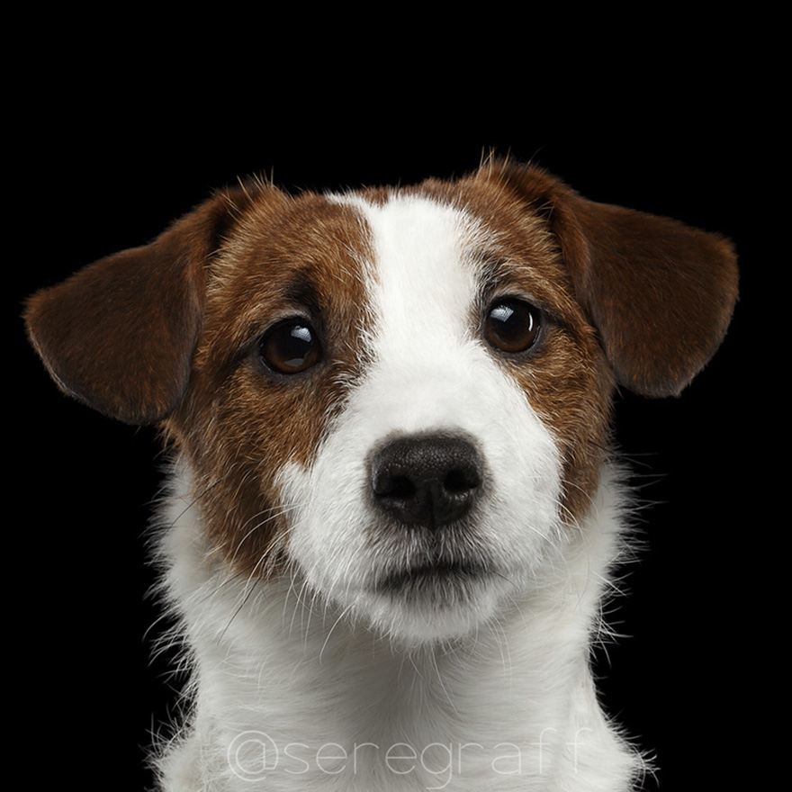 photographer-captures-humanity-portraits-of-dogs (14)