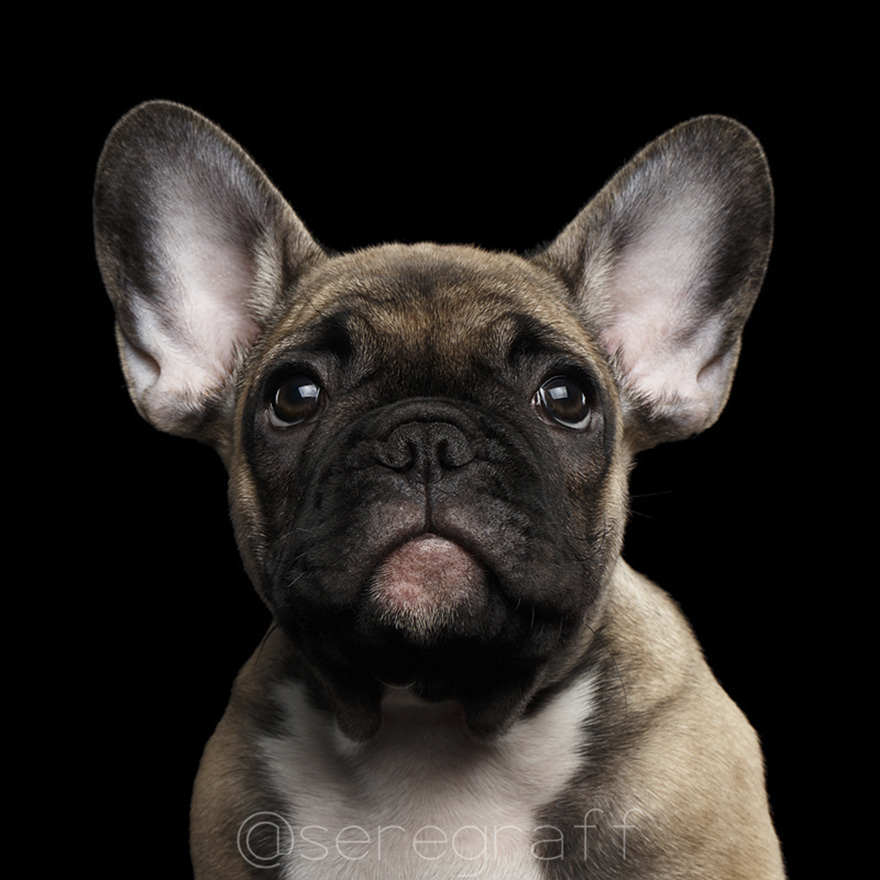 photographer-captures-humanity-portraits-of-dogs (2)