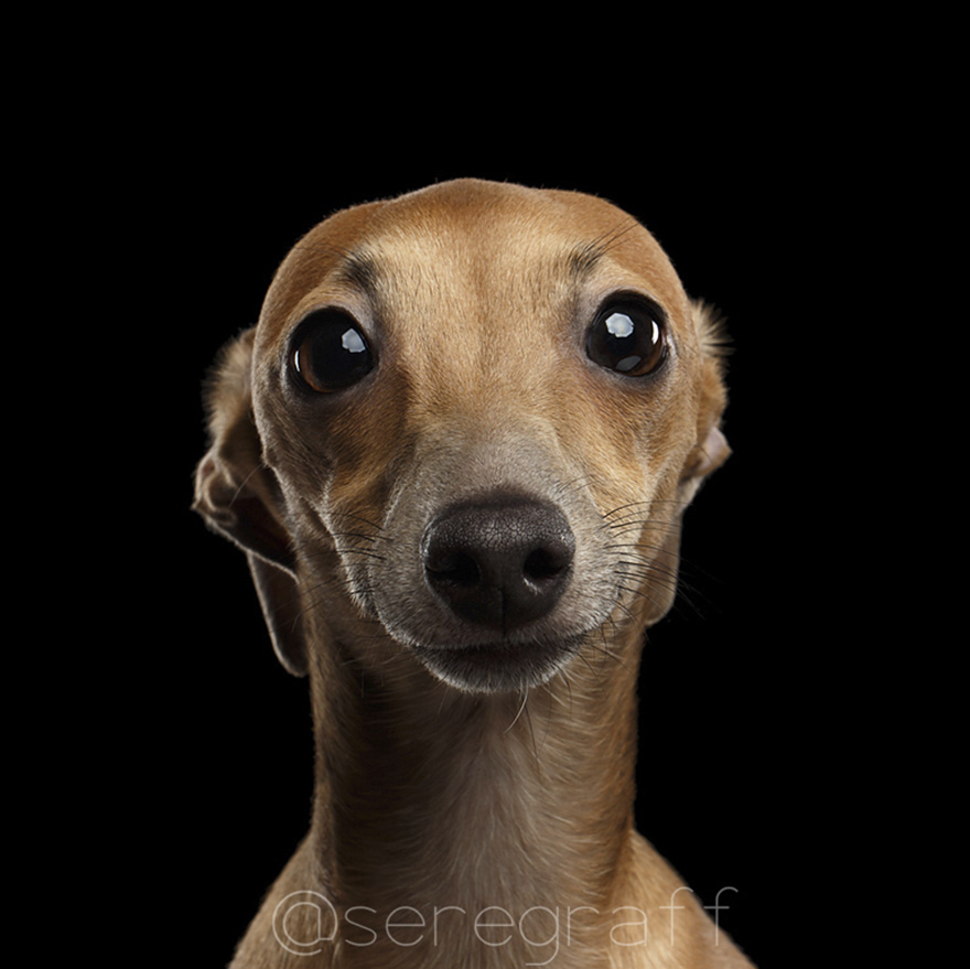 photographer-captures-humanity-portraits-of-dogs (4)