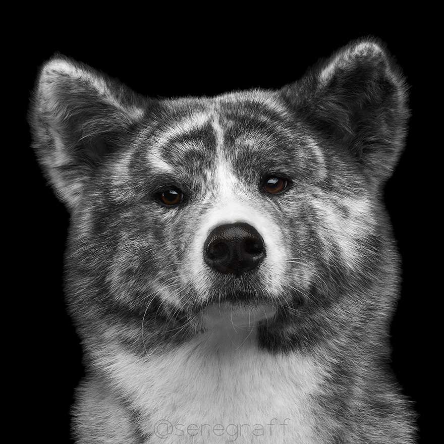 Closeup portrait of Serious face Akita inu Dog on Isolated Black Background