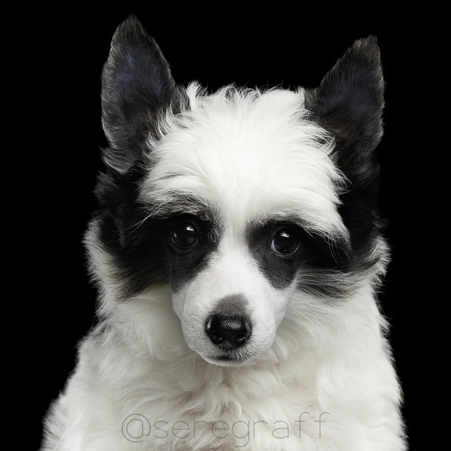 photographer-captures-humanity-portraits-of-dogs (6)