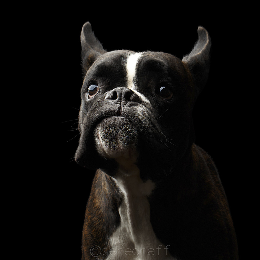 photographer-captures-humanity-portraits-of-dogs (7)