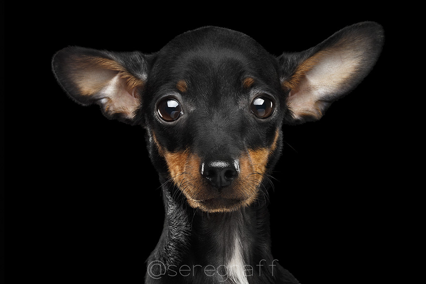 photographer-captures-humanity-portraits-of-dogs (9)