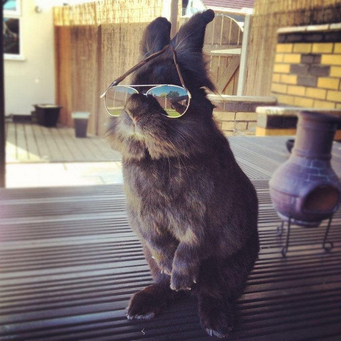 Proper Rabbit Glasses