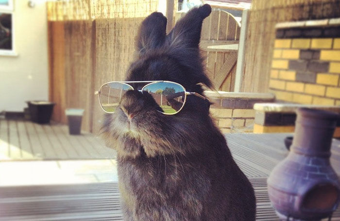 Somebody Put Sunglasses On A Bunny And It Started An Epic Photoshop Battle (70 Pics)
