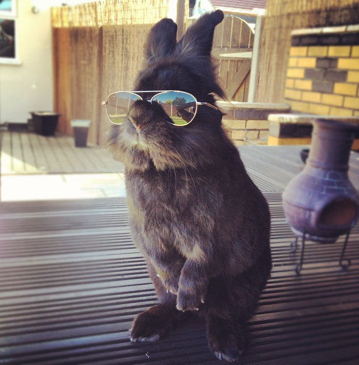 rabbit-wears-sunglasses-photoshop-battle-original-edit