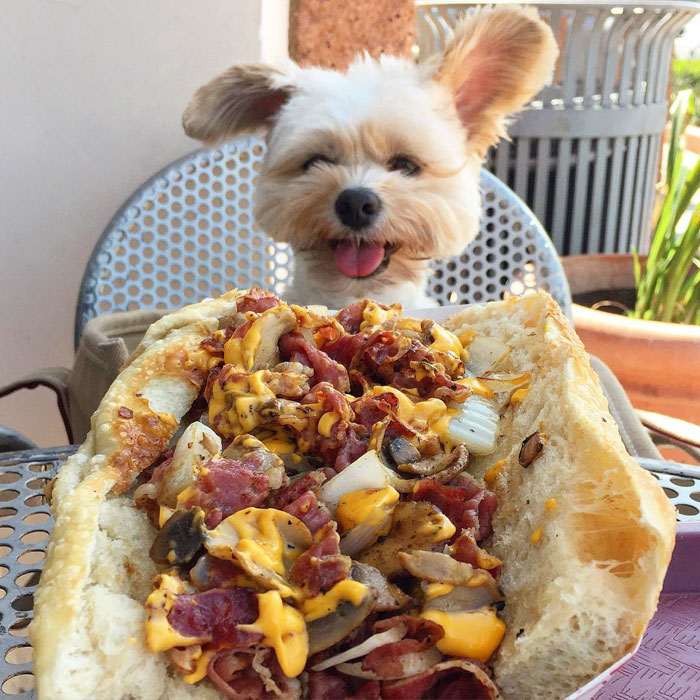 Popeye The Foodie Dog