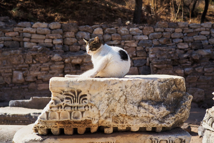 Meet The Venerable Cats Of Ephesus