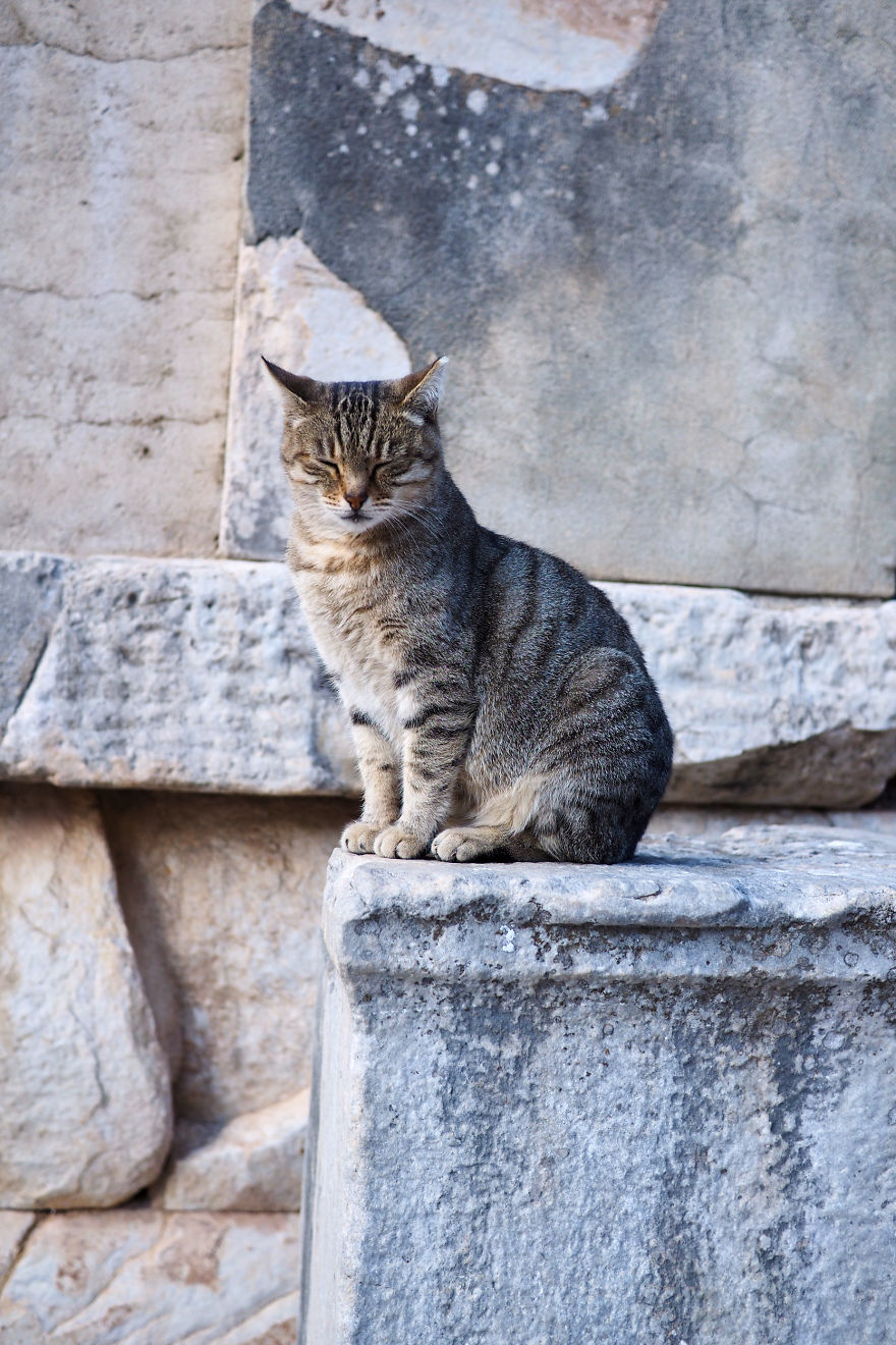 Meet The Venerable Cats Of Ephesus