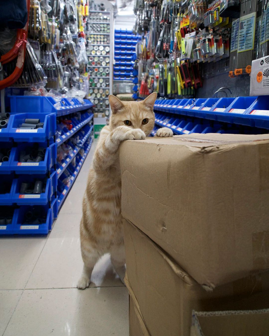 Shop Cats