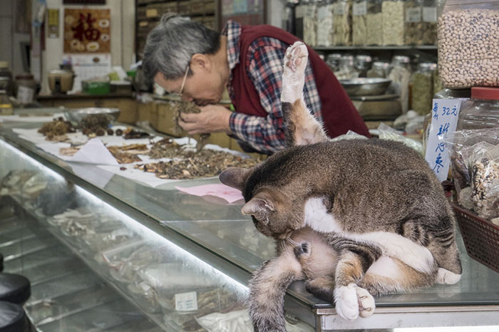 Photographer Documents The Secret Lives Of Cats Living in Hong Kong’s Stores (47 Pics)