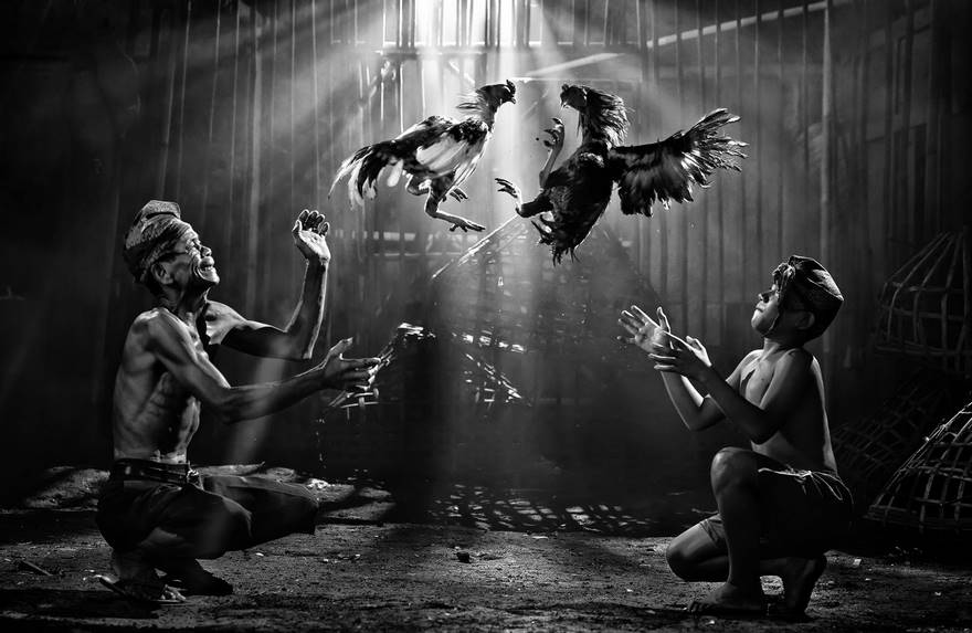 Cock Fighting, Indonesia (2nd Place In Open Monochrome Category)