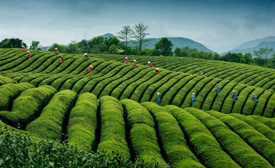Ripples In Tea, China (Honorable Mention In Travel Category)