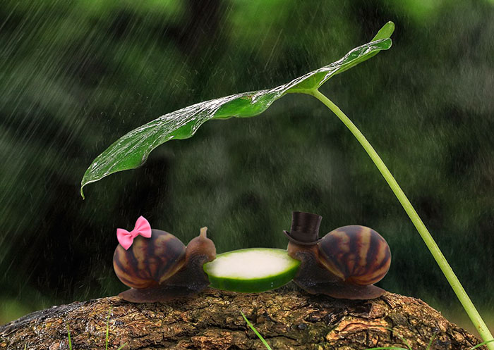snail-eating-cucumber-photoshop-battle-1