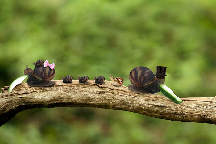 snail-eating-cucumber-photoshop-battle-3