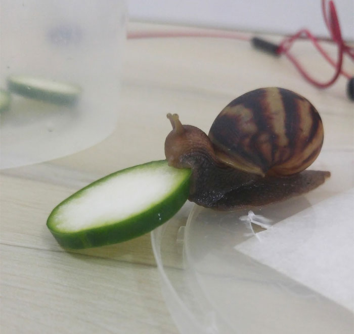 snail-eating-cucumber-photoshop-battle-9