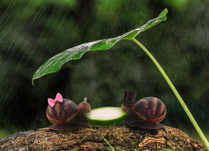 Snail Eating Cucumber Sparks Photoshop Battle, Internet Creates Better Love Story Than Twilight