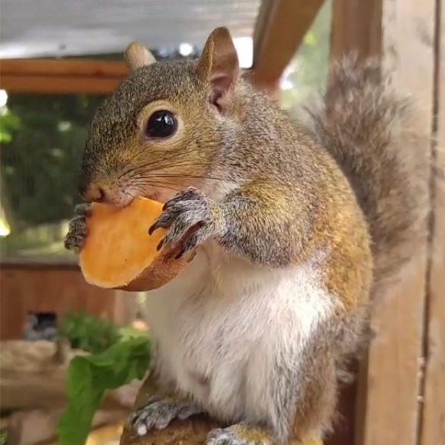 This Squirrel Fell From A Tree And Cried For Days Until People Saved His Life