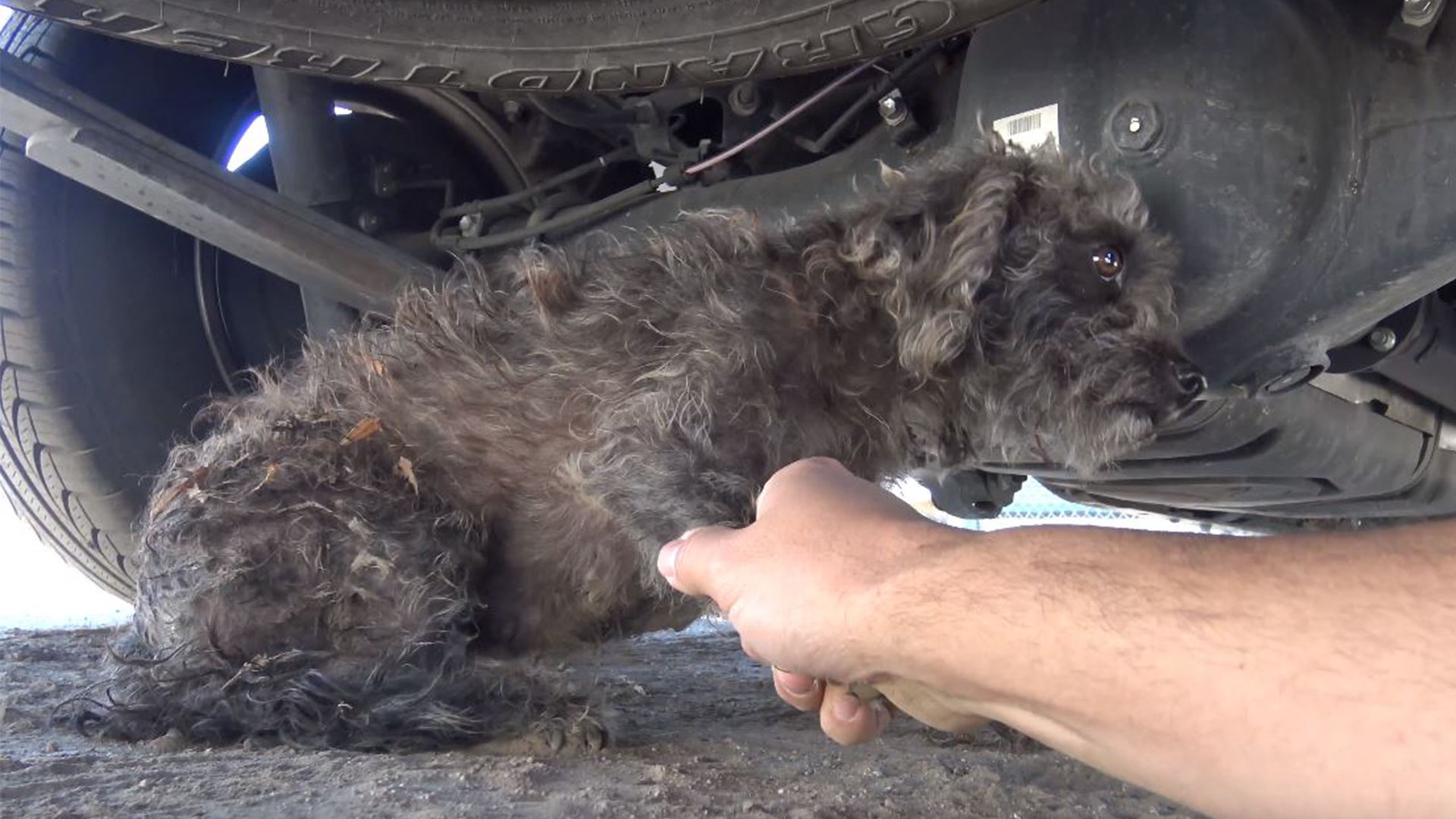 Rescuers Found A Stray Dog But It Refused To Leave, Soon They Found Out Why...