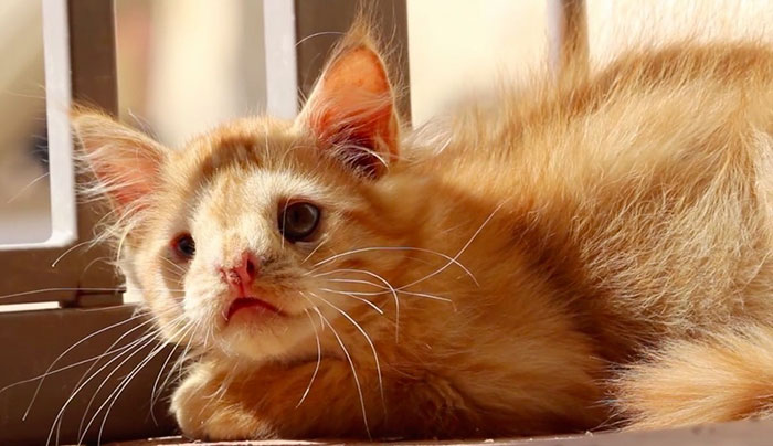 Cat Abandoned For Being 'Too Ugly', Finally Finds Someone Who Saw His Beauty