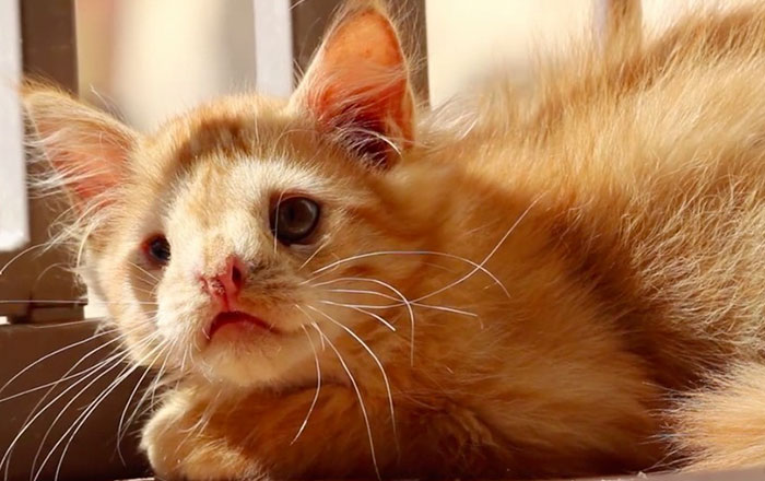 Cat Abandoned For Being ‘Too Ugly’, Finally Finds Someone Who Saw His Beauty