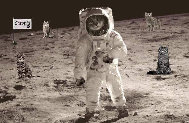 Cats Take Over The Moon
