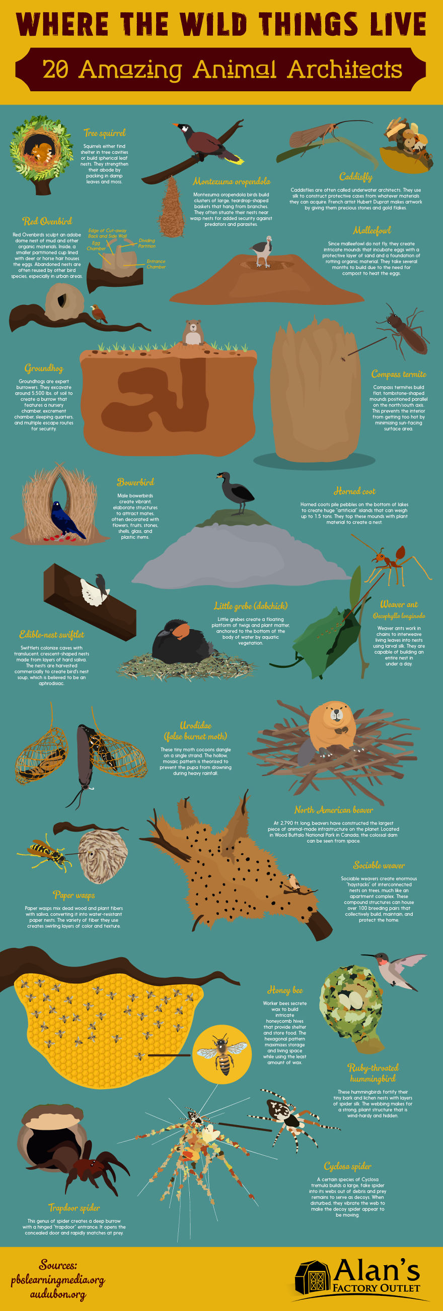Where The Wild Things Live: 20 Amazing Animal Architects Where The Wild Things Live: 20 Amazing Animal Architects