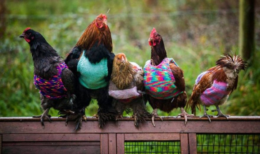 Woman Knits Tiny Wool Jumpers To Keep Her Chickens Warm
