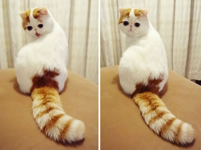 29 Of The Most Beautiful Cats In The World | Bored Panda