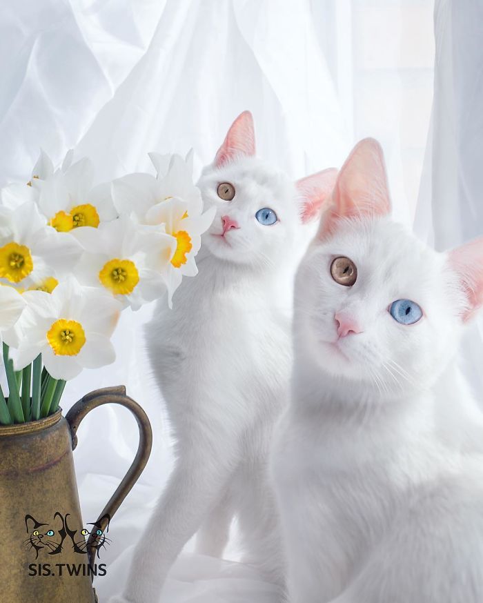 Iriss And Abyss – The Most Beautiful Twin Cats In The World