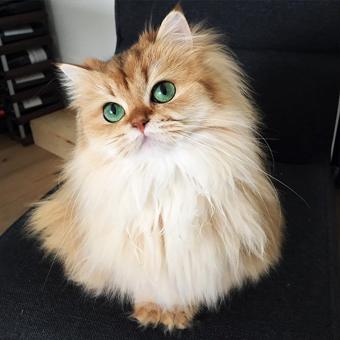 29 Of The Most Beautiful Cats In The World | Bored Panda