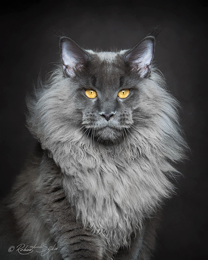 Majestic Beauty Of This Maine Coon