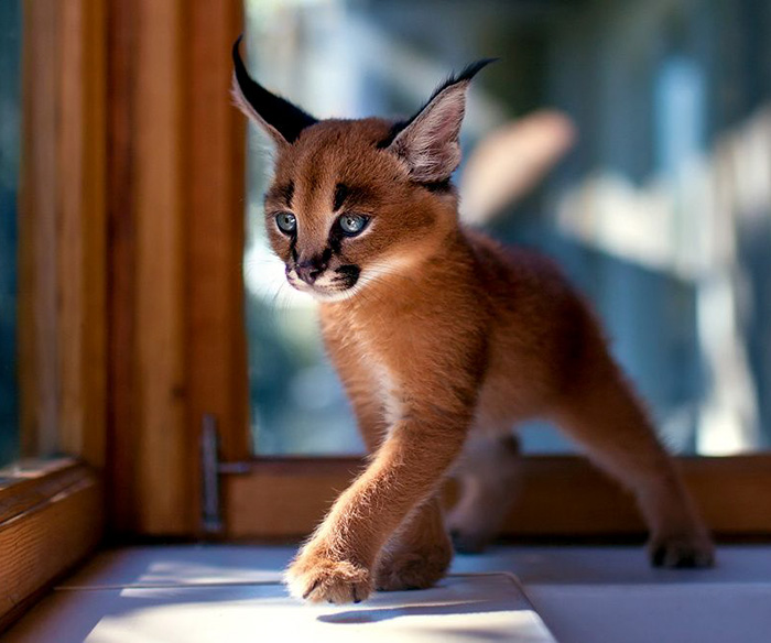 This Little Caracal