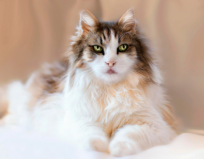 Maine Coon With Mesmerizing Eyes