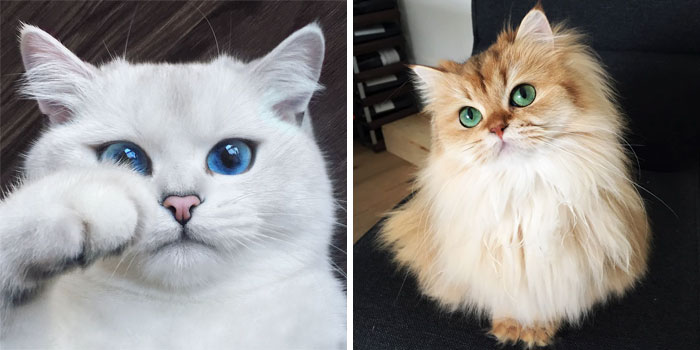29 Of The Most Beautiful Cats In The World
