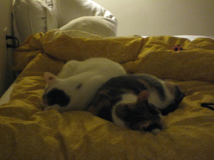 My Two Cats Won The Olympic Medal For Synchronized Napping