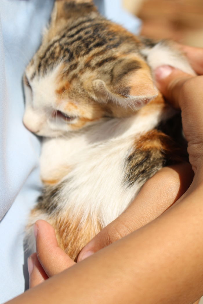 Meet The Campus Cat Bella's Kitten, Lori