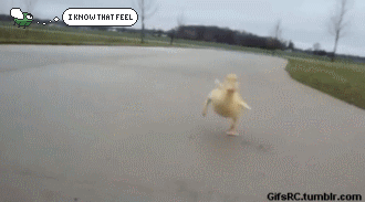 Angry Animals Are Very Dangerous Animals And Angry Fly Knows That Feeling