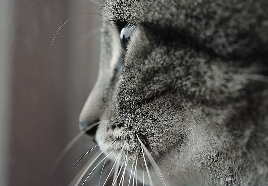 I Photographed My Cat As If He Were A Model.